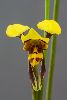<em>Diuris maculata</em>